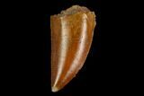 Serrated, Raptor Tooth - Real Dinosaur Tooth #124263-1
